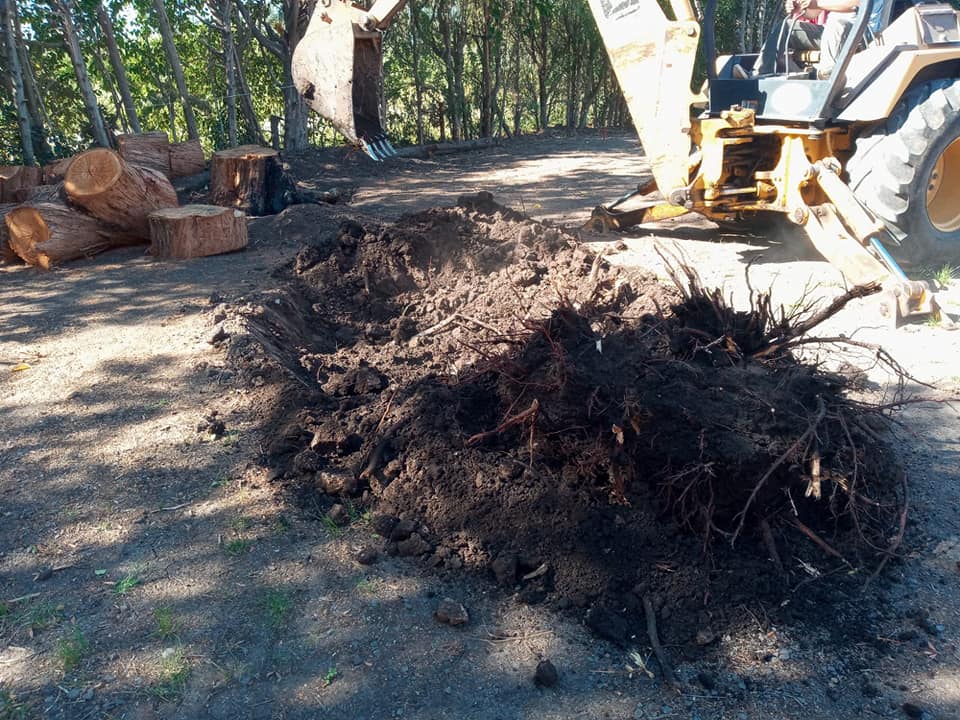 Extracción Mecánica de Raíces