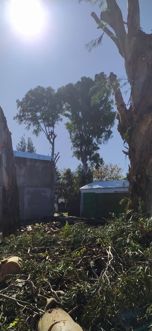 Poda de Mantenimiento